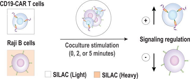 CAR T and Raji cell coculture signaling workflow