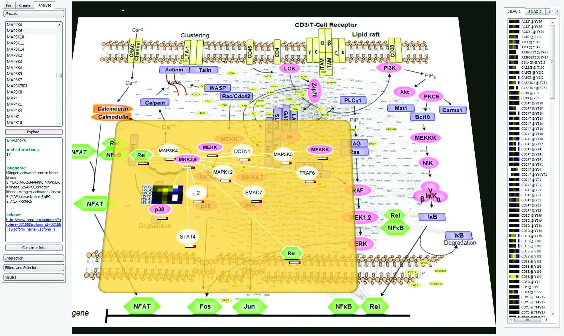 High-resolution software interface integrating quantitative proteomics with a T cell signaling network