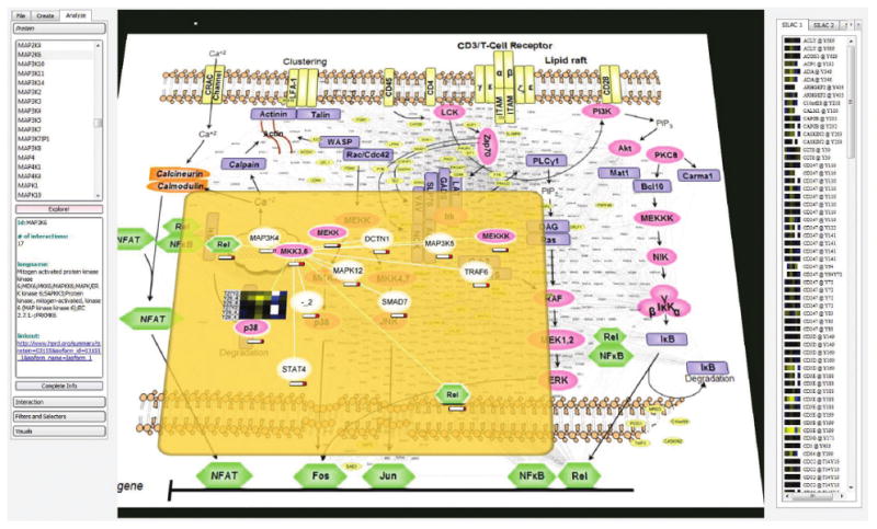 Software interface integrating proteomic measurements with a T cell signaling network