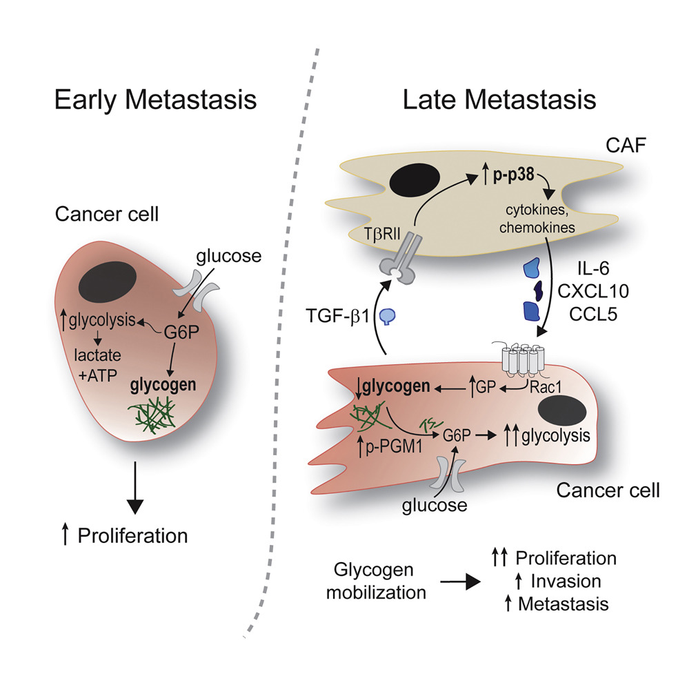 Graphical abstract showing cancer-associated fibroblast signaling, glycogen mobilization, and ovarian cancer metastasis