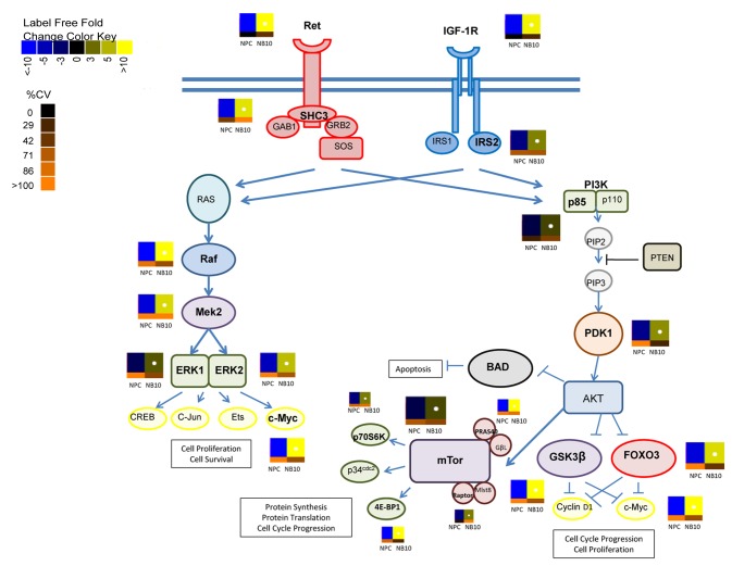 RET and IGF-1R signaling pathways with quantitative phosphoproteomic measurements