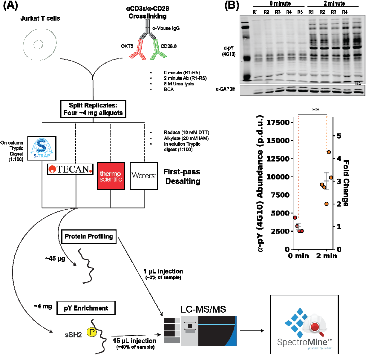 High-resolution phosphoproteomics workflow from T cell stimulation through LC-MS/MS analysis