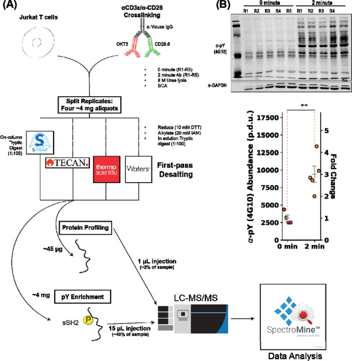 Phosphoproteomics workflow from T cell stimulation through LC-MS/MS analysis