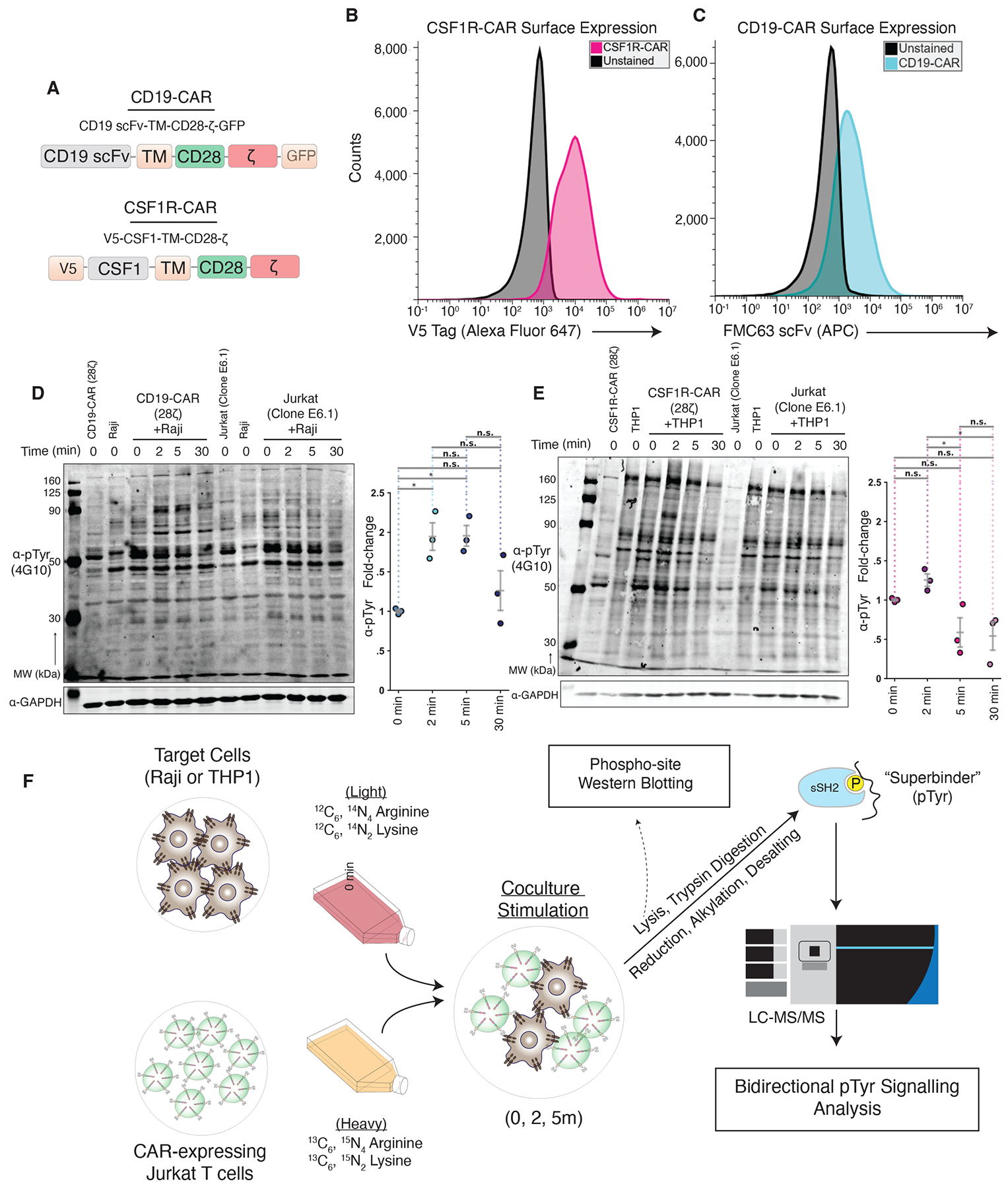 CSF1R-CAR and CD19-CAR constructs, signaling, and bidirectional phosphotyrosine proteomics workflow
