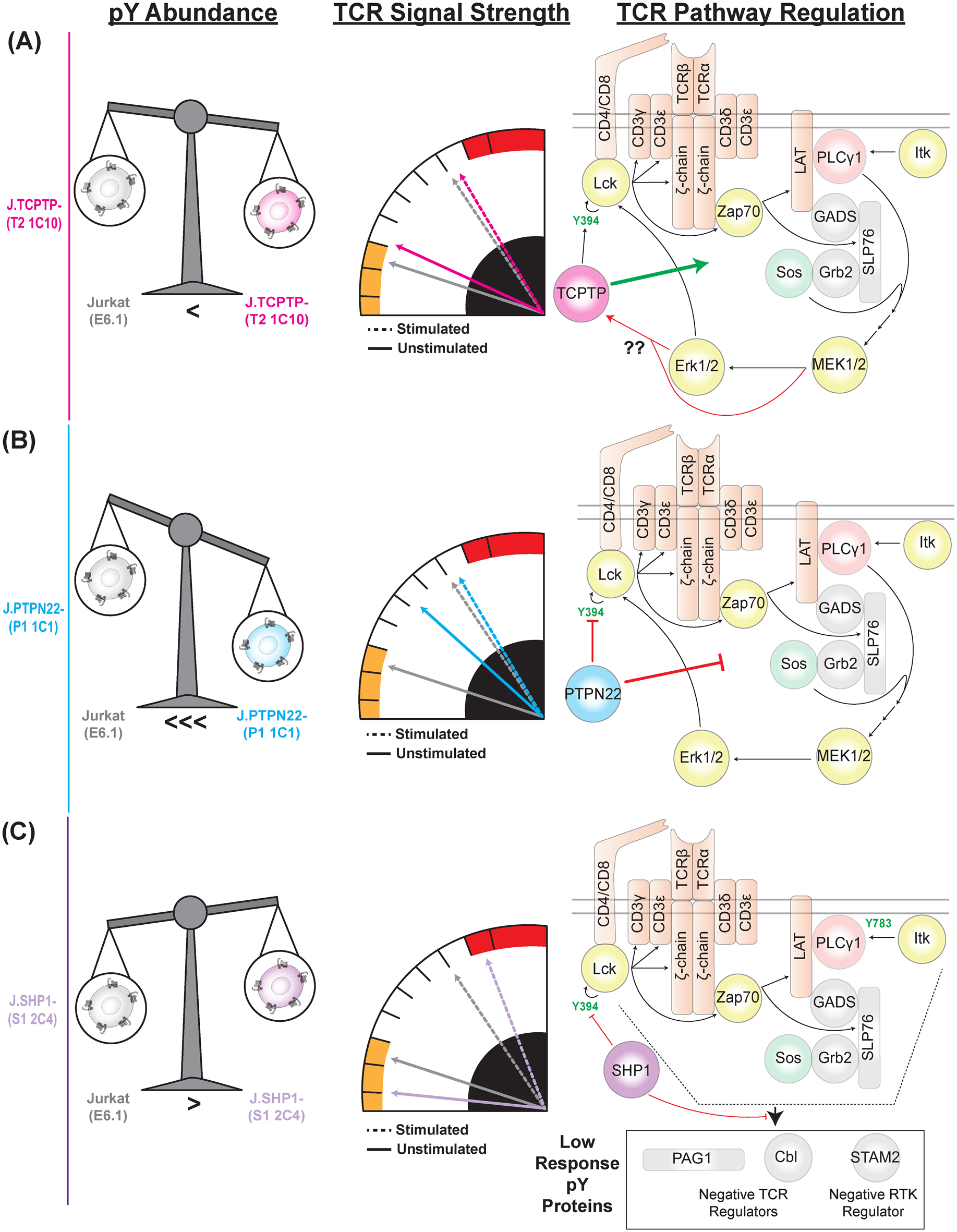 Models comparing TCPTP, PTPN22, and SHP1 effects on phosphotyrosine abundance, TCR signaling strength, and pathway regulation