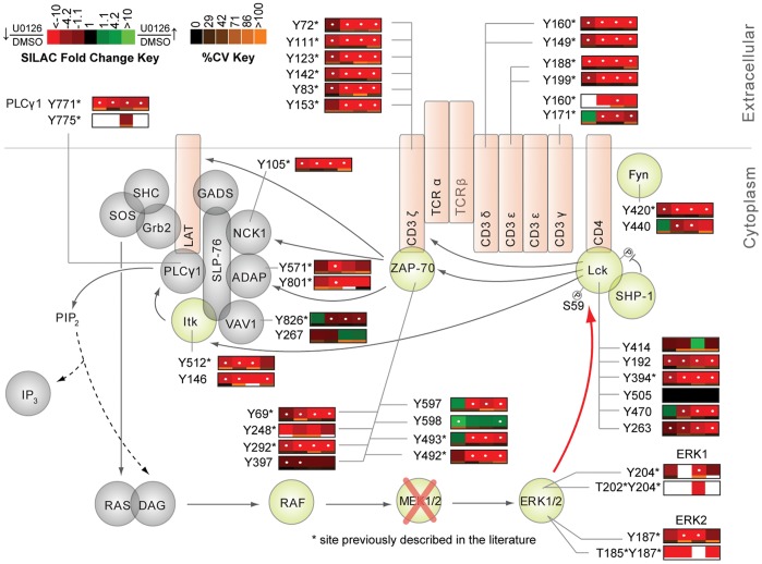 T cell receptor signaling network with phosphorylation heat maps