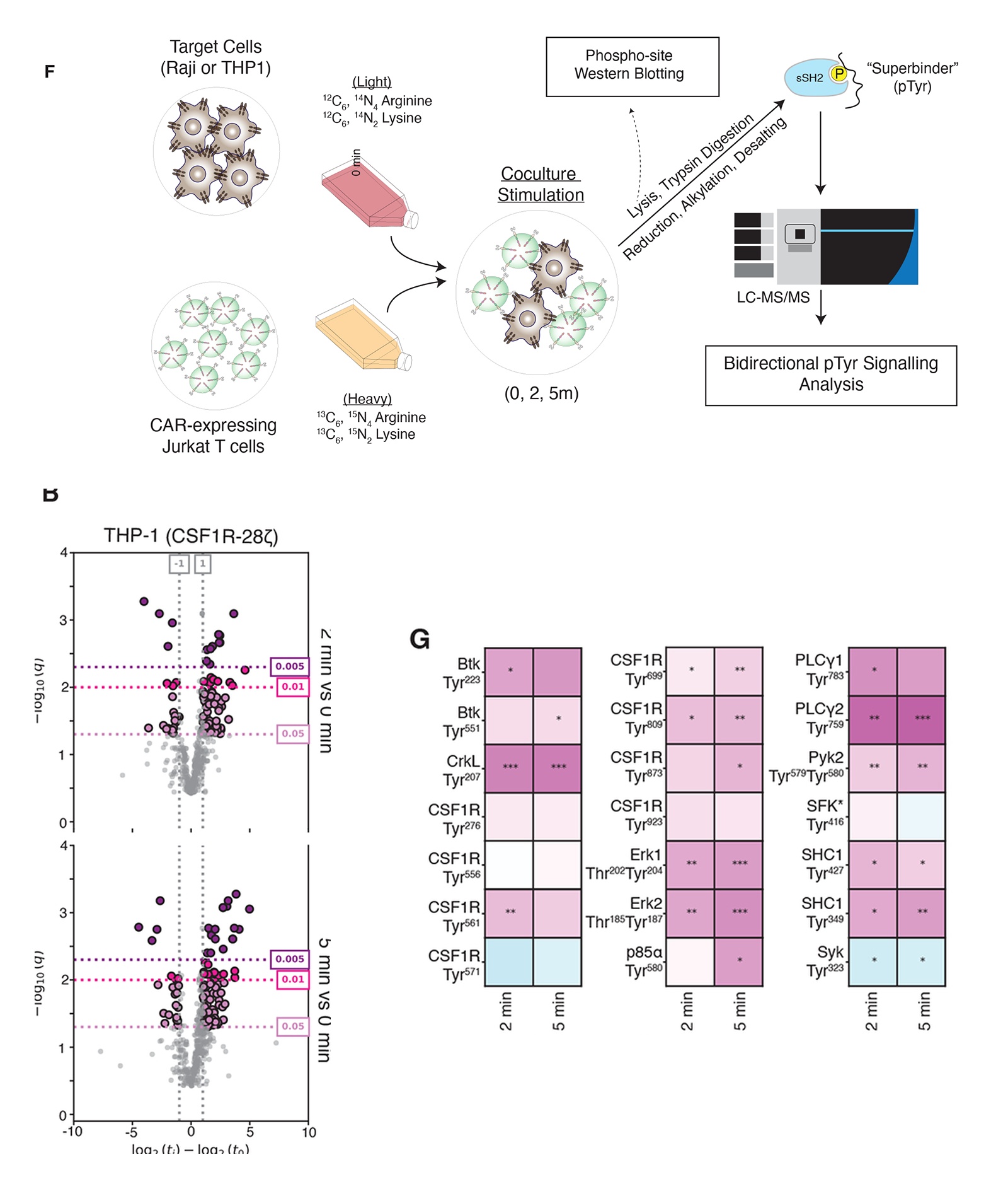 CAR T phosphotyrosine proteomics workflow, target-cell volcano plots, and regulated CSF1R-CAR signaling sites from Science Signaling Figures 1F, 3B, and 3G